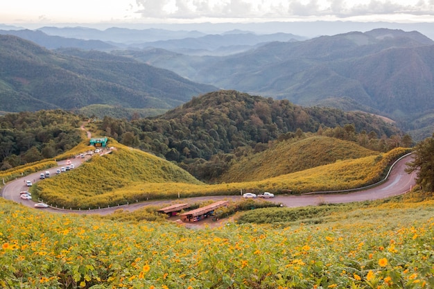 Mexikanische Sonnenblume auf dem Hügel in Maehongson, Thailand