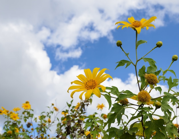 Mexikanische Sonnenblume, die im blauen Himmel blüht