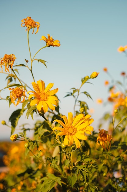 Mexikanische Sonnenblume mit blauem Himmel auf dem Berg. Nahaufnahme-Baum-Ringelblume oder bei Mae Moh, Lampang, Thailand. Schöne Landschaft.