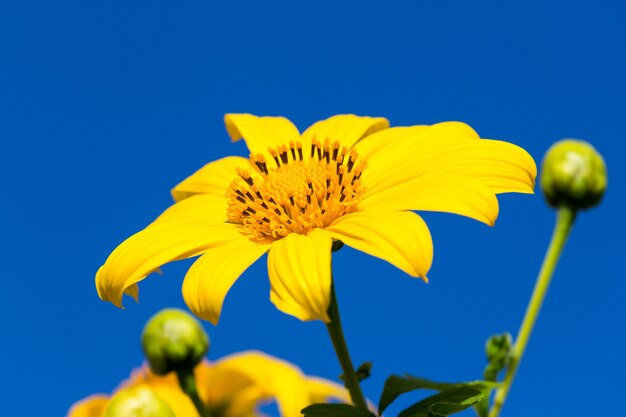 Mexikanische Sonnenblume