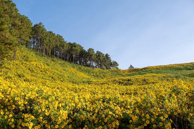 Mexikanische Sonnenblumenfeld bei Tung Bua Tong Mae Hong Son Thailand