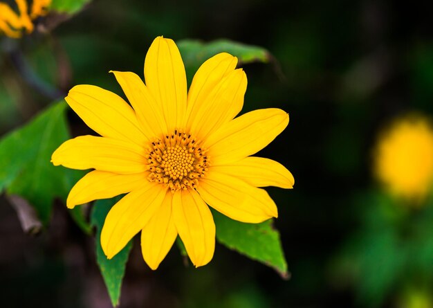 mexikanische Sonnenblumenpflanze Tithonia diversifolia