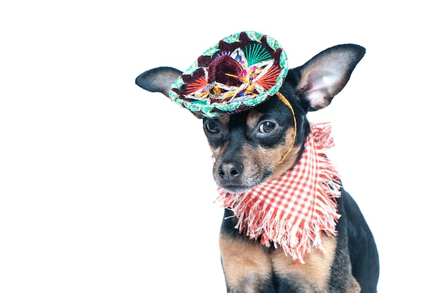 Mexikanischer Hund in Sombrero und Verband auf isoliertem Hintergrund