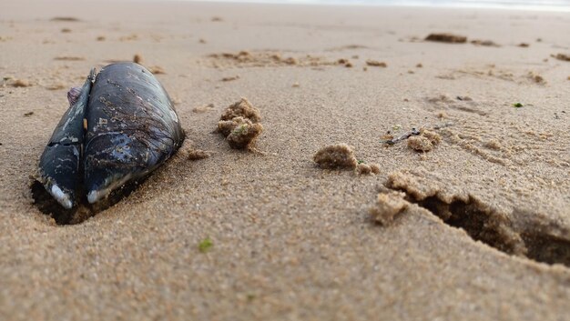 Foto mexilhões abertos estão na areia molhada perto de lisboa no oceano