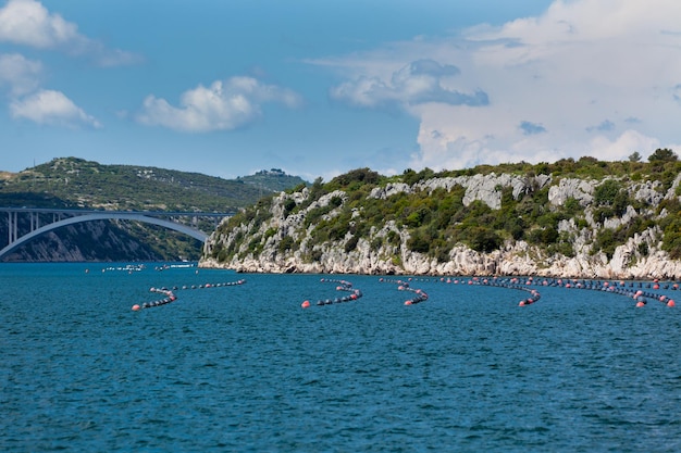 Mexilhões crescendo no mar adriático croácia