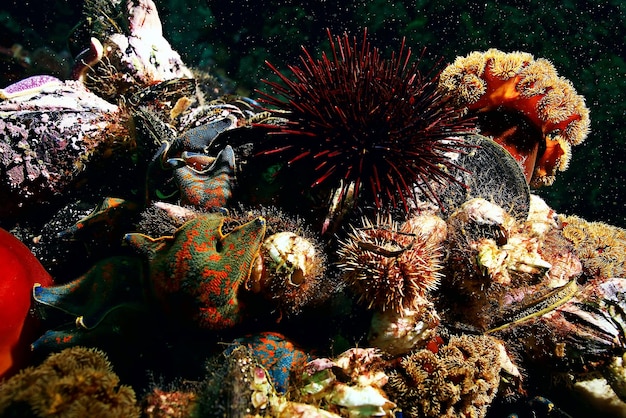 Foto mexilhões de concha no fundo do mar debaixo d'água photo