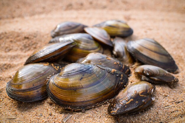 Mexilhões molhados marrons deitado na pilha na areia, frutos do mar.