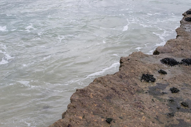 Mexilhões nas rochas na costa do oceano