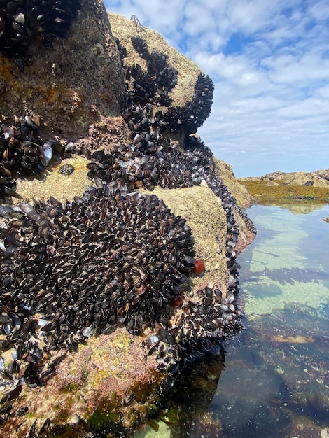 Mexilhões vivos nas rochas na costa da Galiza, em Espanha. Mexilhões de La Coruña na Galiza