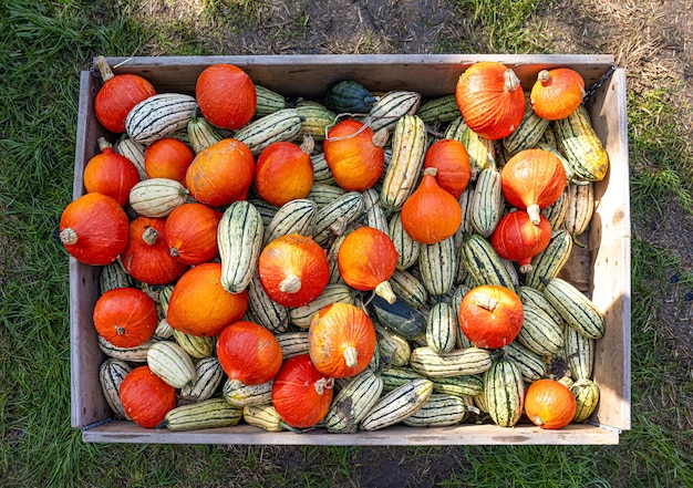 Mezcla de calabaza en caja de madera.