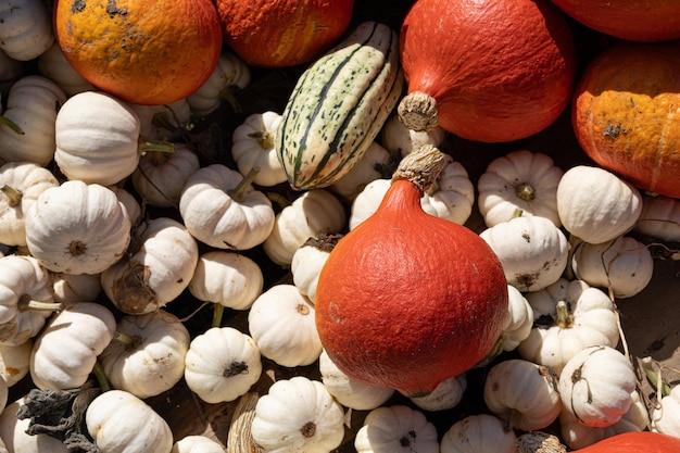 Foto mezcla de calabazas de diferentes tamaños y colores