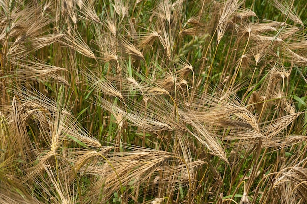 Una mezcla de espigas amarillas secas y verdes de cereales centeno y trigo.