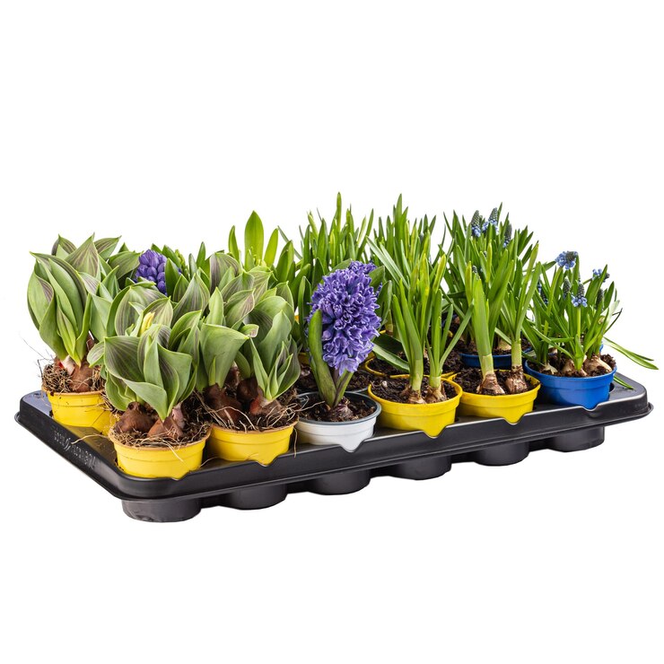 Mezcla de flores de primavera