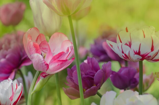 Mezcla de flores de tulipán de color Mezcla de flores de tulipanes en el jardín