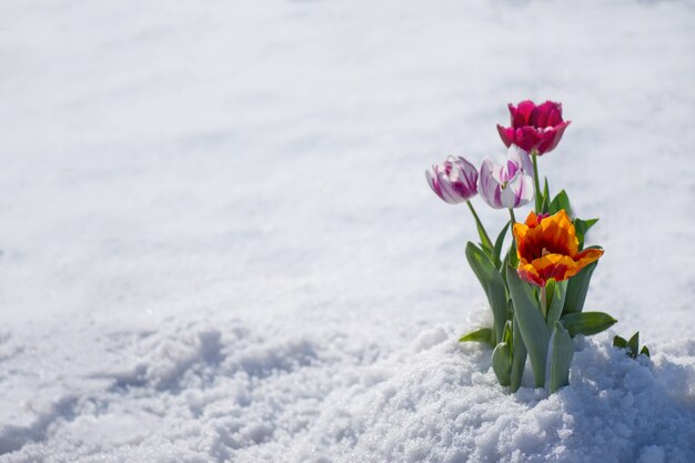 Foto mezcla de flores de tulipanes en un día soleado de primavera