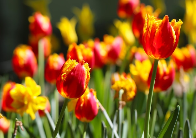 mezcla de flores de tulipanes en el jardín de primavera tulipanes rojos a contraluz