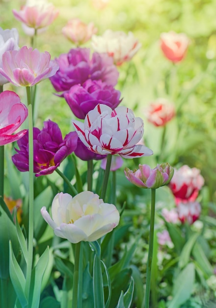 Mezcla de flores de tulipanes de primavera Tulipanes de colores mezclados en el jardín Paisaje con campo de tulipanes Campo de tulipanes multicolores Campo de tulipanes en primavera