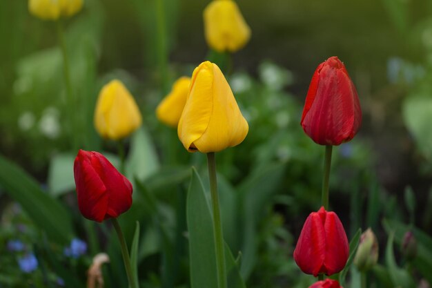 Mezcla de flores de tulipanes de primavera Tulipanes de colores mezclados en el jardín Paisaje con campo de tulipanes Campo de tulipanes multicolores en el soleado día de primavera