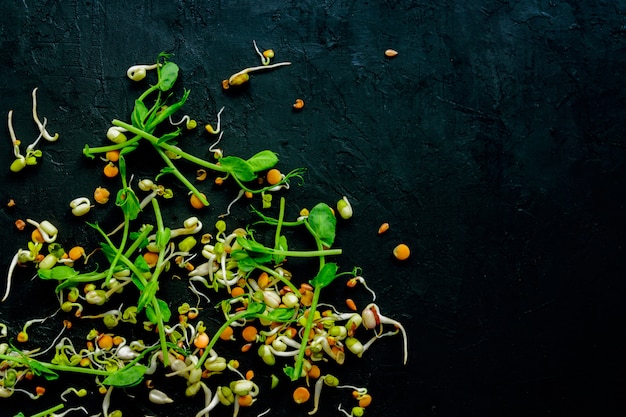 Mezcla de lentejas germinadas, frijoles, frijol mungo, guisantes, rábanos, lino, girasol en la pared negra. Vegano, dieta de alimentos crudos.