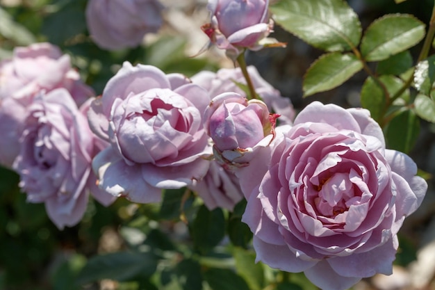 Mezcla de malva o malva rosas Floribunda Novalisin Kordes jardín de verano en un día soleado