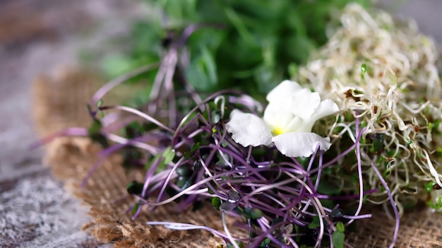 Mezcla de microgreens.