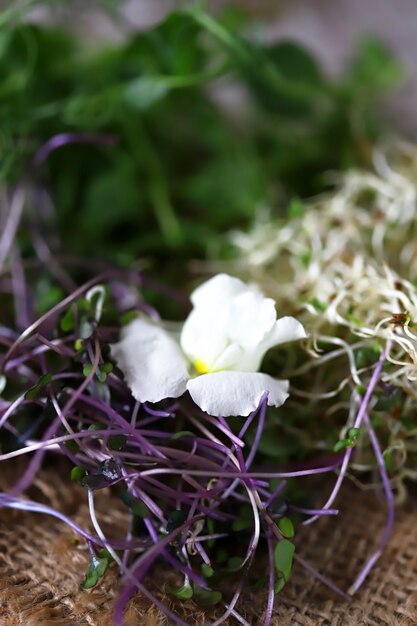 Mezcla de microgreens.