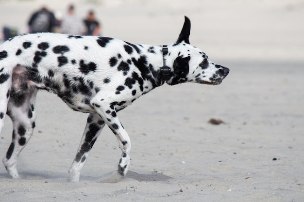 Mezcla de perro gran danés dálmata mutt jugando en la arena en la playa