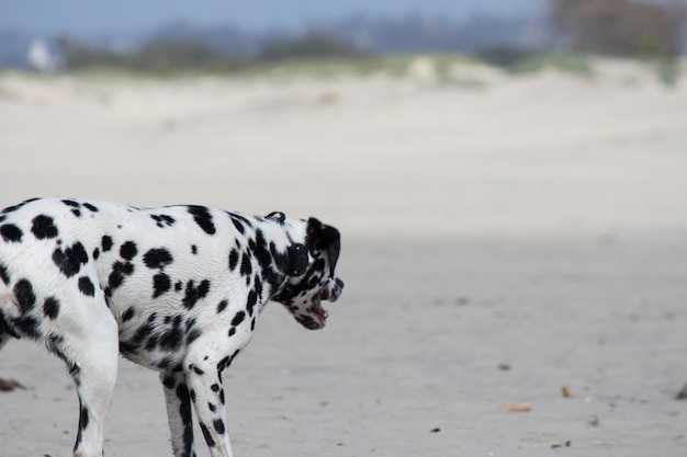 Mezcla de perro gran danés dálmata mutt jugando en la arena en la playa