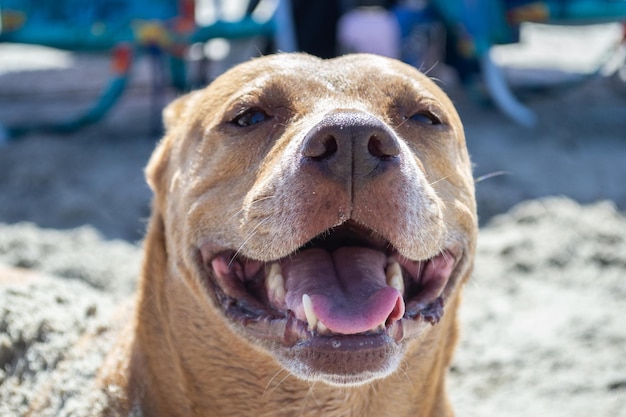 Mezcla de pit bull shiba inu jugando en la arena y nadando en la playa de perros