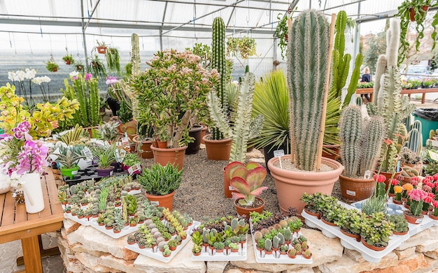 Mezcla de plantas suculentas en jarrones dentro de un invernadero