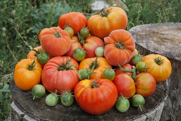 Mezcle los tomates en un día de verano. Composición de variedad de tomates frescos. Estilo rústico oscuro. Vista superior.