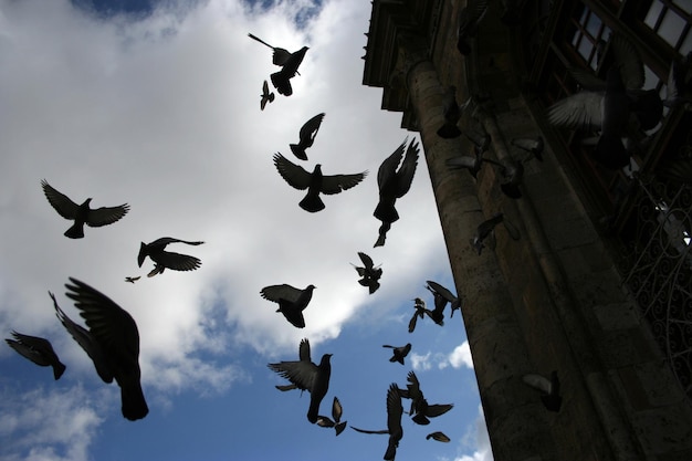 Mezquita Aziziye y palomas voladoras