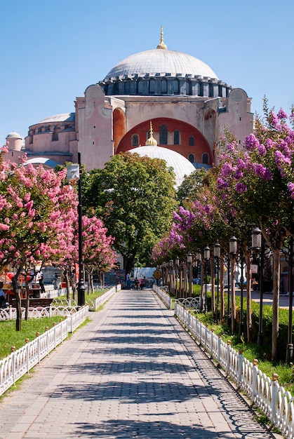 Mezquita de Hagia Sophia contra el cielo azul. Un camino con árboles en flor y coloridos que conduce a la Mezquita de Santa Sofía.