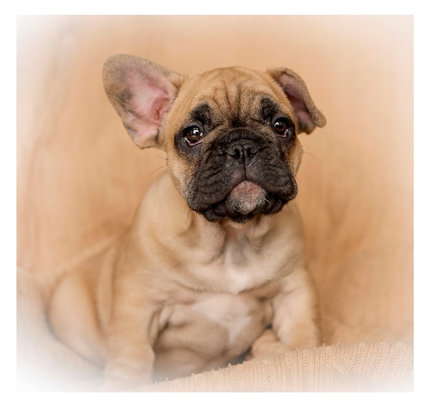 Foto mi amigo es un bulldog francés llamado dado.