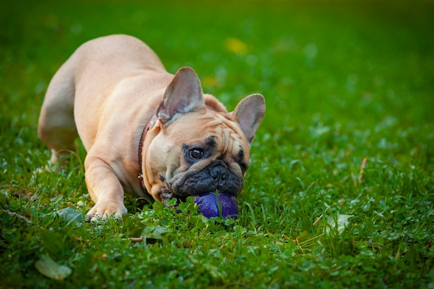 Mi amigo es un bulldog francés llamado Dado.