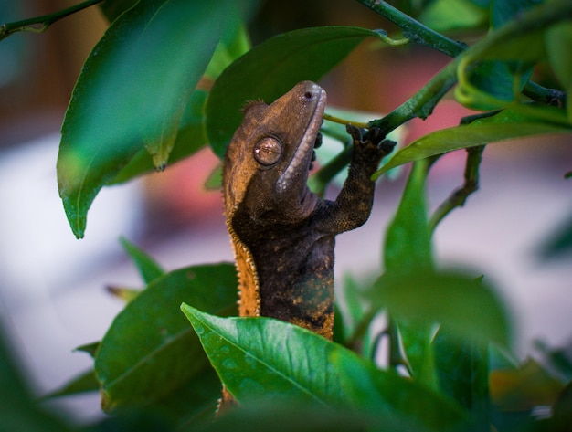 Foto mi hermoso gecko con cresta