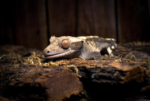 Foto mi hermoso gecko con cresta