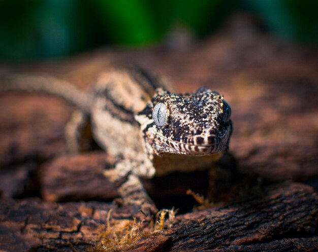 Foto mi hermoso gecko con cresta