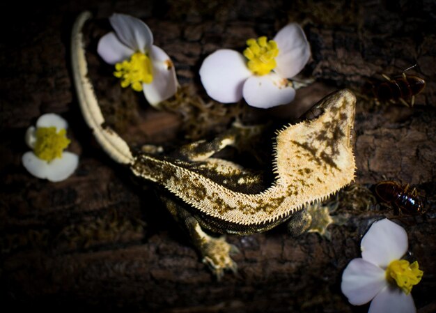 Foto mi hermoso gecko con cresta