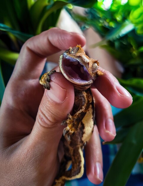 Foto mi hermoso gecko con cresta