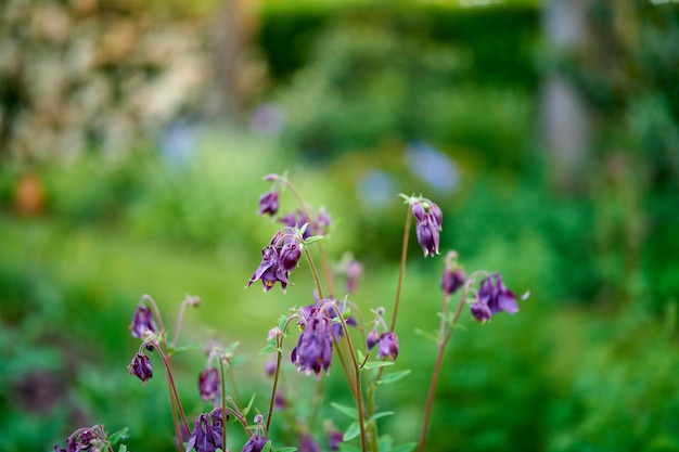 Mi jardín Flores moradas que florecen en un jardín contra un fondo verde borroso con espacio de copia Planta común de columbine o Aquilegia vulgaris después de la temporada de floración en un campo o bosque al aire libre