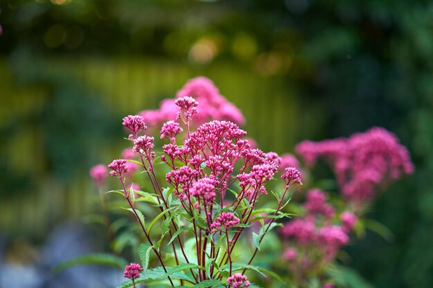 Mi jardín Primer plano sobre la hierba Purple JoePye o Kidneyroot Eupatorium purpureum Hierba aromática Purple JoePye oscureciendo en el jardín a mediodía Un montón de Joe Pye