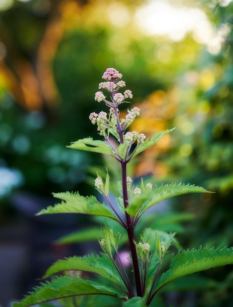 Mi jardín Vista de cerca de una hermosa planta verde y púrpura en el bosque con un fondo bokeh Una vibrante flor de arbusto de mariposa púrpura florece mientras un rayo de luz brilla en la naturaleza