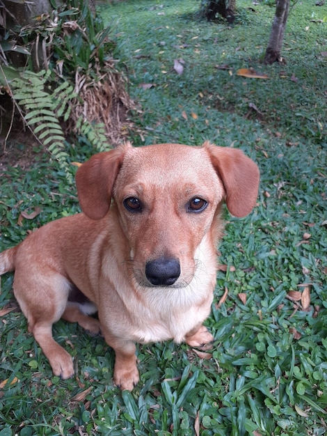 Foto mi pequeño perro axl galego se levantó