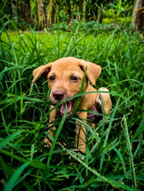 Foto mi perrito está bostezando.