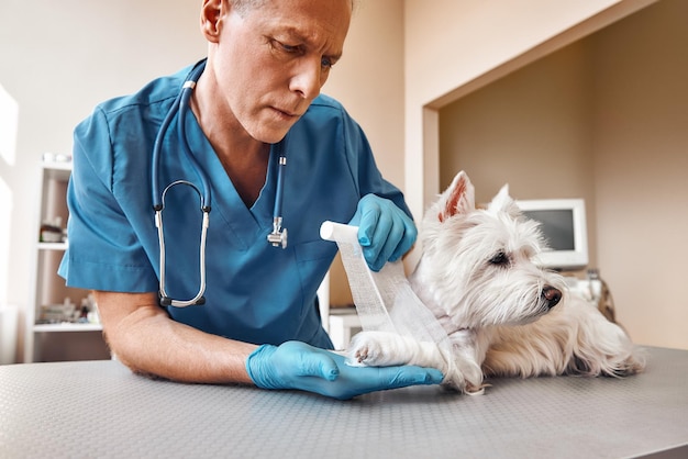 Mi pobre paciente veterinario profesional de mediana edad en uniforme de trabajo vendando una pata de un