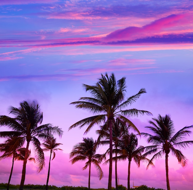 Miami Beach-Südstrandsonnenuntergang-Palmen Florida