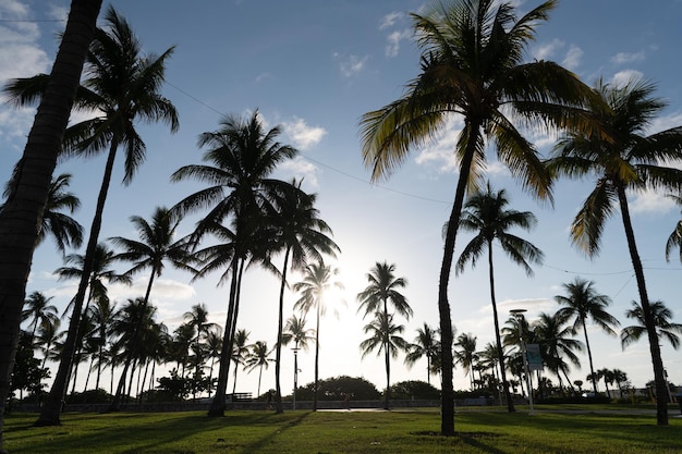Miami, EE.UU. - 15 de abril de 2021: palmeras de coco en el parque Lummus en Ocean Drive Florida.