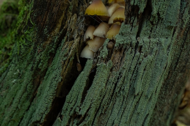 Mica Cap Coprinellus micaceus hongos silvestres que crecen en el otoño en el bosque romper la corteza de los árboles