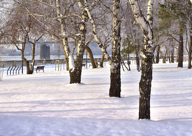 Michaels Böschung im Winter. Birkenstämme unter den Schneeverwehungen auf der Parkwiese